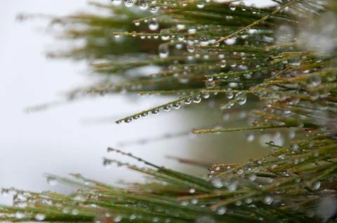 Close up of pine tree branch covered with droplets Foto stock