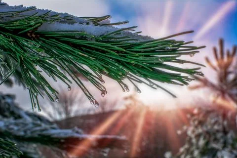 Close Up of Pine Tree Branch covered by the Snow that is melting on Colored S Фото