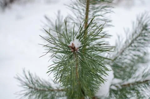 Close-Up of a Pine Tree Branch Covered in Snow on a Winter Day Outdoor Foto stock