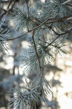Close-up of a pine tree branch covered with delicate frost on a cold winter. Stock Photos