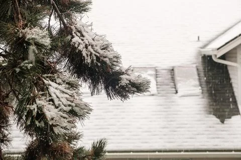 Close-up of a pine tree branch covered in snow and ice with a blurred roof in Фото