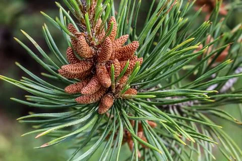Close-up of a pine tree branch with developing cones and green needles Stock Photos