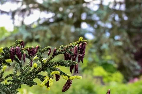 Close-up of a pine tree branch with developing cones and new green growth Stock Photos
