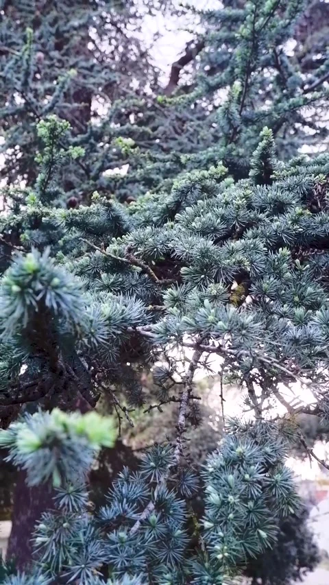 Close-up of a Pine Tree Branch Видео 289565075