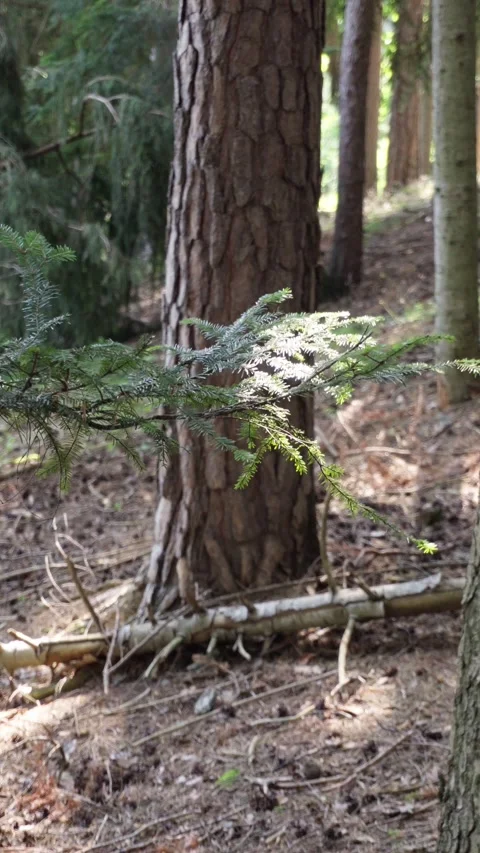 Close-Up of a Pine Tree Branch in a Forest Stock Footage 316745767