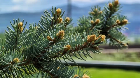 Close-up of pine tree branch with fresh needles and buds Stock Footage 336473105
