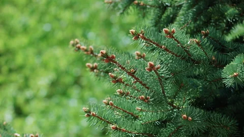 Close up of a pine tree branch with fresh green needles and small cones Stock Footage 337105575