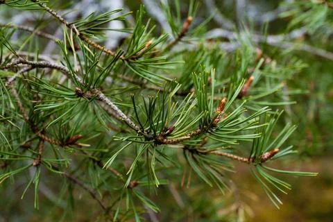 Close-Up of Pine Tree Branch with Fresh Needles Stock Photos