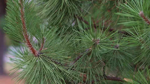 Close-Up of Pine Tree Branch with Green Needles Moving in Wind Stock Footage 318354670