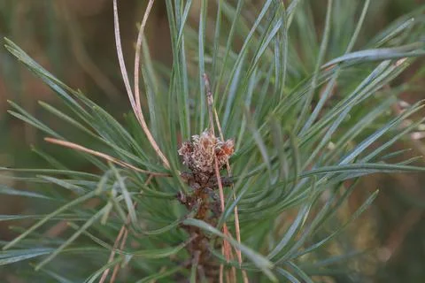 Close-up of a pine tree branch with green needles and a developing cone Stock-Fotos
