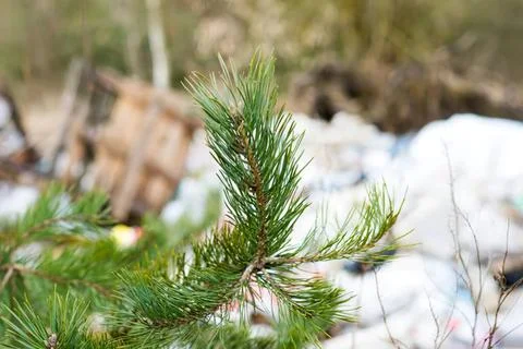 Close-up of pine tree branch with green needles outdoors Stock-Fotos