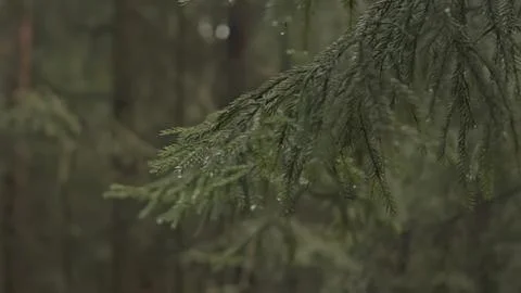 Close-up of pine tree branch with green needles in forest Stock Photos