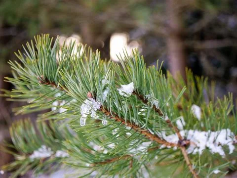 Close up pine tree branch with icicles 스톡 사진