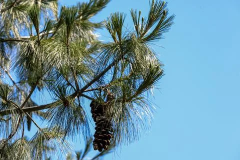Close-up of a pine tree branch with long needles and a large pine cone agai.. 스톡 사진