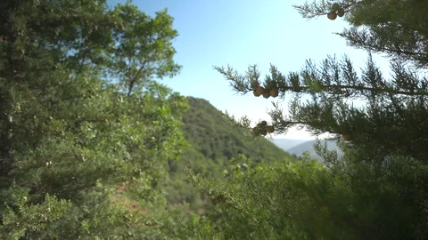 Close-up of Pine Tree Branch with Mountain View in Kurdistan Stock Footage 316233016