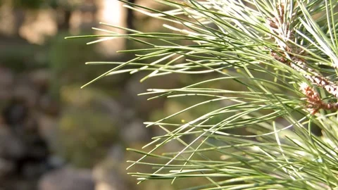 Close Up of Pine Tree Branch in Nagamachi Samurai District Kanazawa Stock Footage 336225308