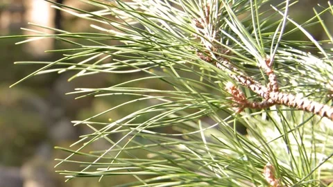 Close Up of Pine Tree Branch in Nagamachi Samurai District Stock Footage 336226103