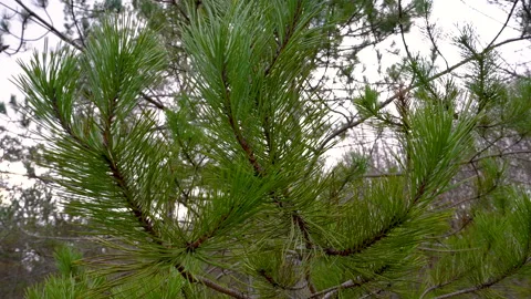 Close Up of a Pine Tree Branch in Natural Light Video stock 327987894