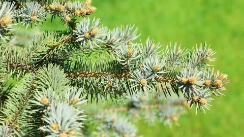 Close-up of pine tree branch in natural environment Stock Footage 337789111
