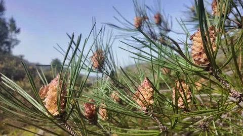 Close up of a pine tree branch with needles and cones on a sunny day Stock Footage 338366190