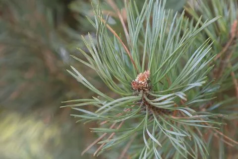 Close-up of a pine tree branch with needles and a small cone Stock-Fotos