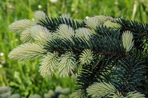 Close-up of a pine tree branch with new light green needles emerging Stock Photos