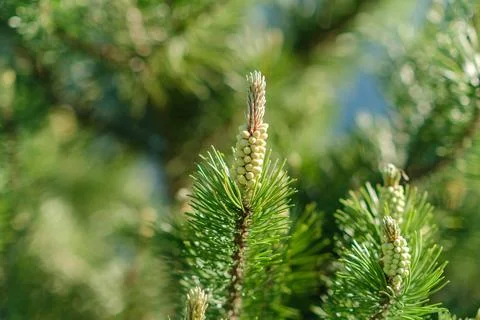 Close-up of pine tree branch with new growth and green needles illuminated by Stock Photos