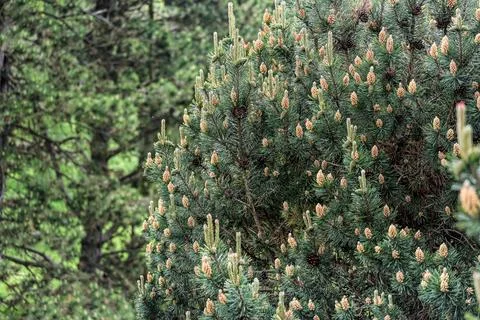 Close-up of a pine tree branch with numerous small cones and new growth Stock Photos