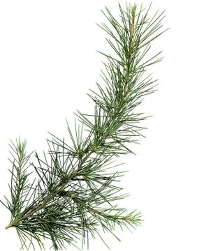 Close up of pine tree branch Stock Photos