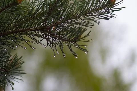 Close-up of a pine tree branch Stock Photos