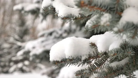 Close Up of Pine Tree branch Piled with Fresh Snow Stock Footage 133307749