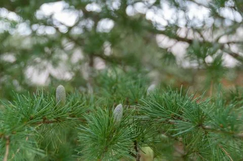 Close up of pine tree branch with pine cones. Nature background Stock Photos