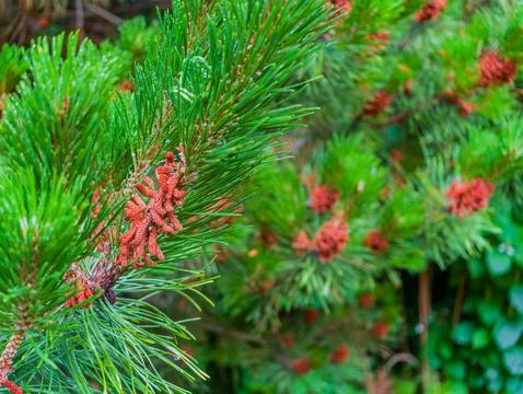 Close up of pine tree branch with red male cones and green needles Stock Photos