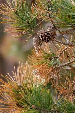 Close up of a pine tree branch showing needles and pinecones Stock Photos