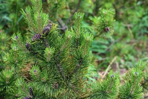 Close-up of a pine tree branch with small cones and vibrant green needles Stock Photos