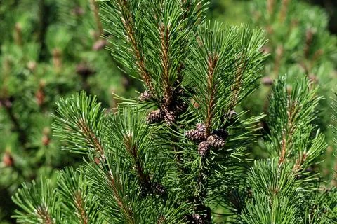Close-up of a pine tree branch with small cones and vibrant green needles Stock Photos