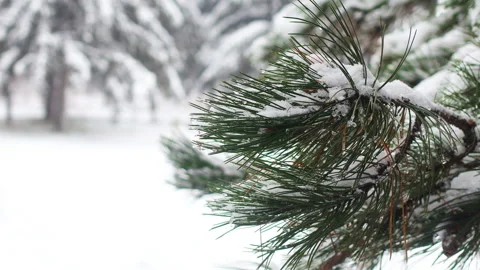 Close up of pine tree branch with snow on cold winter day Video stock 147135639