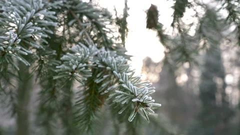 Close up pine tree branch snow covered, natural frost Scenery Vídeos de archivo 167928187