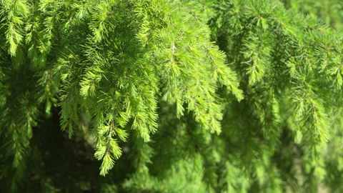Close-up of a pine tree branch in spring Stock Footage 214374593
