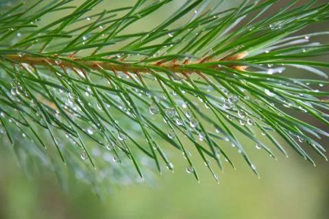Close up of pine tree branch  spruce  dew Stock Photos