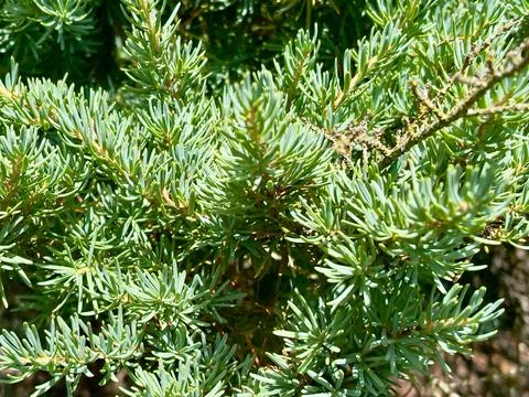 A close-up of a pine tree branch in the sunshine Stock Photos