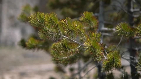Close up of a pine tree branch swaying in the wind Stock Footage 338158038
