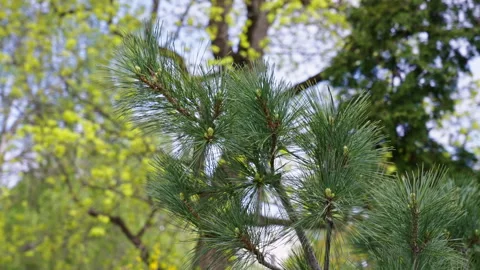 Close up of pine tree branch. Version 2 Stock Footage 274598911
