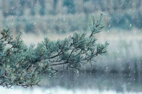 Close up of a pine tree branch when snowing Stock Photos