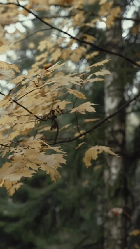 Close up of pine tree branches in autumn forest Video stock 320192258
