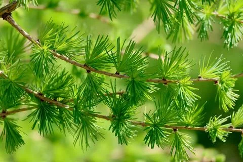 A close-up of pine tree branches with bright green needles on a blurred nat.. Stock Photos