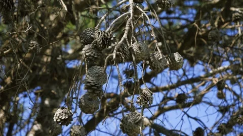 Close-up of pine tree branches with clusters of cones hanging against a blue sky Stock Footage 334713351