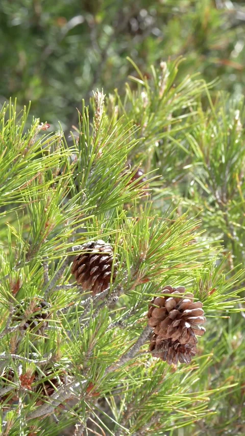 Close Up of Pine Tree Branches with Cones in Mediterranean Sunlight Stock Footage 336702856