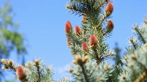 Close-up of pine tree branches with cones against blue sky Stock Footage 337788984