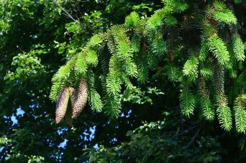 Close-up of pine tree branches with cones in a lush green forest during daylight Stock Photos